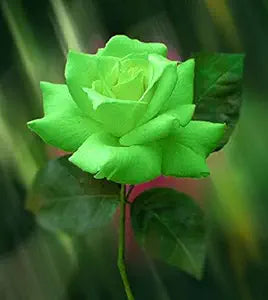 Mini Green Rose Flower - for planting in home garden
